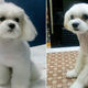 Illustration for article titled In South Korea, Dogs Are Getting Plastic Surgery